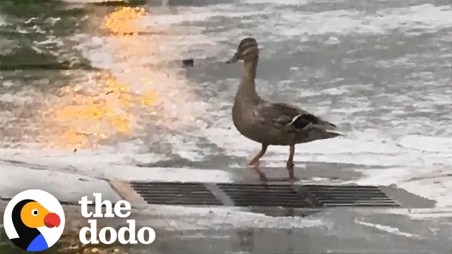 Mama Duck Leads Couple To Her Babies Trapped Underground | The Dodo
