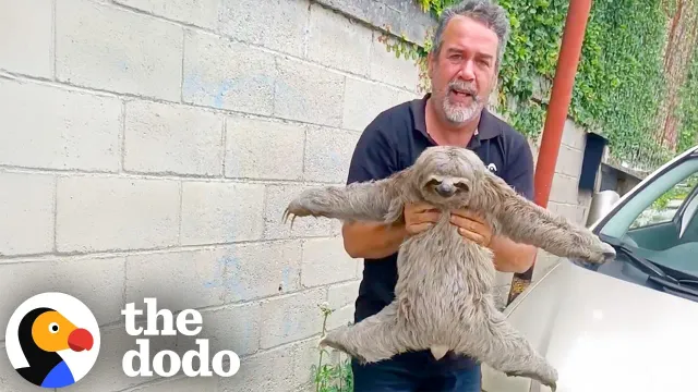 Two Sloths Get Stranded Dangerously Close To Power Lines | The Dodo