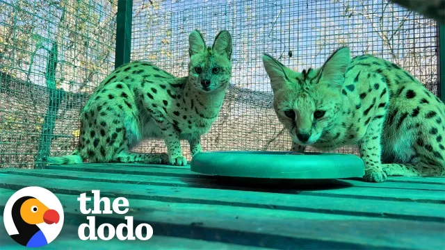 Wild Serval Kittens Found After Fire Make An Incredible Comeback | The Dodo