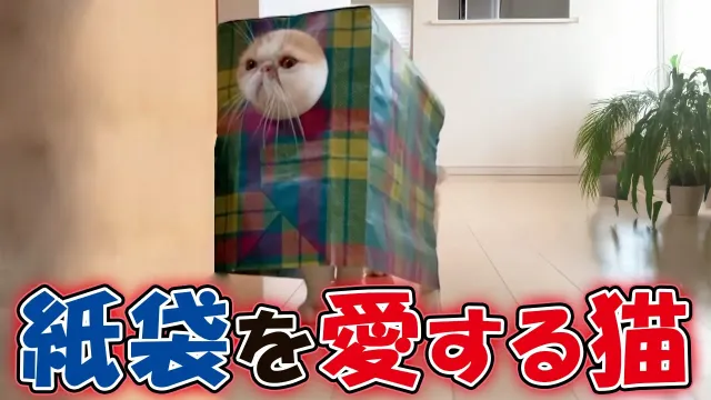 紙袋を着こなす猫