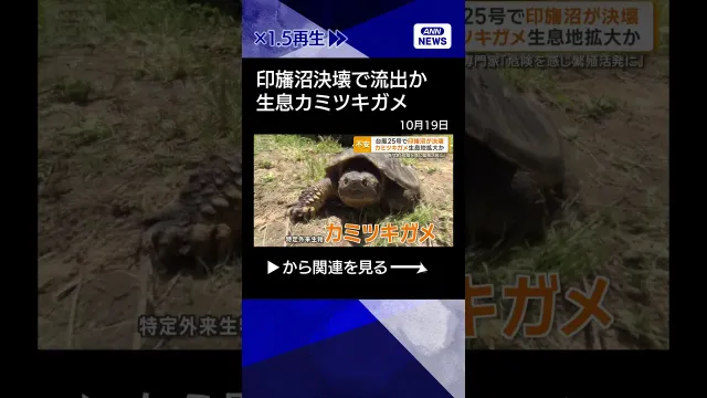 【ニュース】印旛沼決壊でカミツキガメどこに　災害など環境変化で繁殖活発化する恐れ #shorts