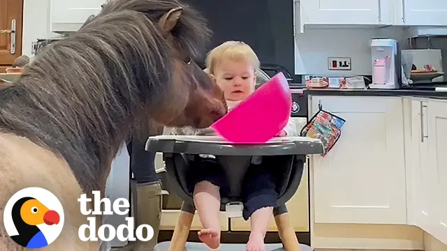 Toddler’s Pony Best Friend Joins Her For Dinner In The Kitchen | The Dodo