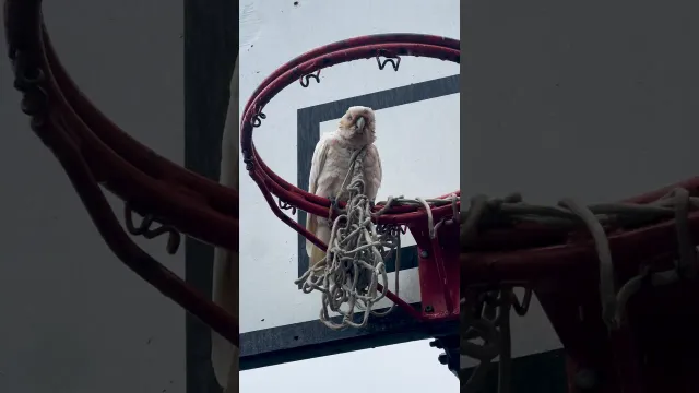 Parrot Gets Trapped For Hours While His Flock Refuses To Leave | The Dodo