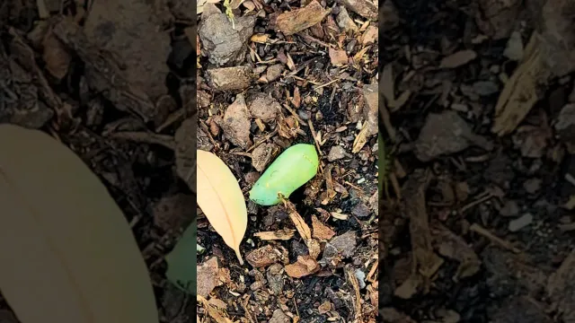 Woman Revives Mysterious Green “Lump” In Her Garden | The Dodo