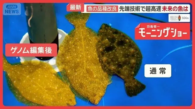 “未来の魚”開発　先端技術で超高速の品種改良へ　海水温上昇で危機…養殖漁業を救う【羽鳥慎一モーニングショー】(2026年10月2日)