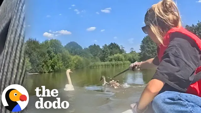 Rescuers Try To Save Baby Swan While Mom Stays By Her Side | The Dodo