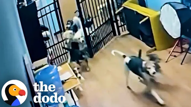 Hound Gets Caught Breaking All Her Friends Out Of Daycare | The Dodo