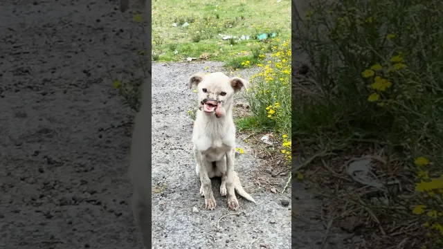 Dog Who Survived Against All Odds Is Ready For A Family | The Dodo
