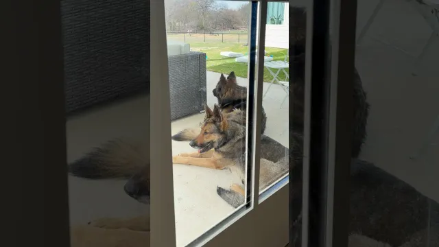 Two Lost German Shepherds Show Up And Choose Their Own Family | The Dodo