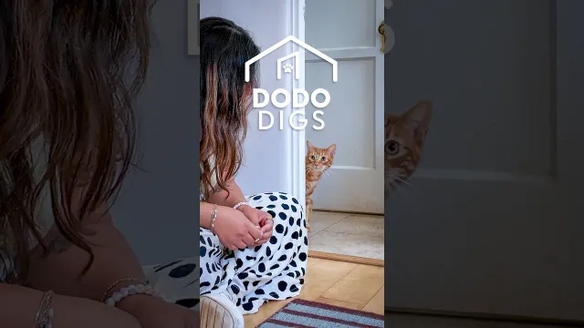 Woman Patiently Wins Over Cat Who Won’t Come Out Of Hiding | The Dodo