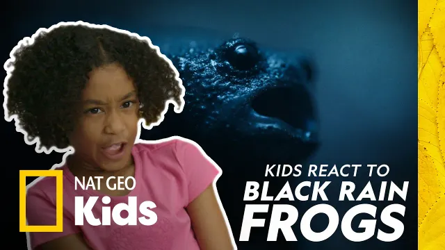 Kids React to Black Rain Frogs | Africa Earth's Wild Home | Nat Geo Kids