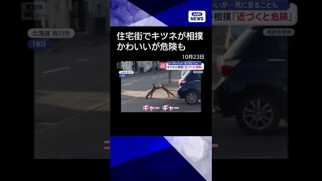 【ニュース】キツネが相撲「近づくと危険」 かわいいが…死に至ることも　北海道#shorts