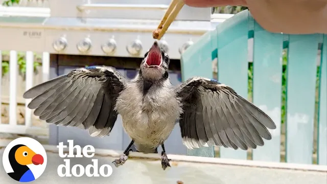 Woman Feeds A Baby Blue Jay Once And Everything Changes | The Dodo