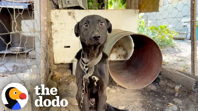 Owners Wanted Their 6-Year-Old Dog Put Down After Replacing Him | The Dodo