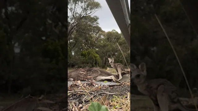 Rescuer Stops For Kangaroo And Finds Her Baby Still By Her Side | The Dodo