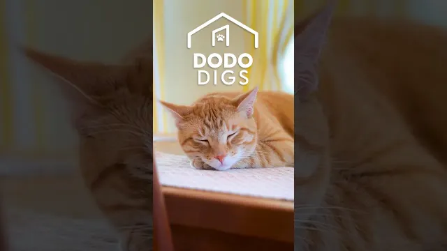 The Cat-Friendly Kitchen Setup We’re Stealing | The Dodo