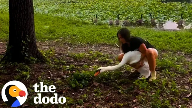 Stubborn Swan Leads Rescuers On A Wild Chase For A Very Important Reason | The Dodo