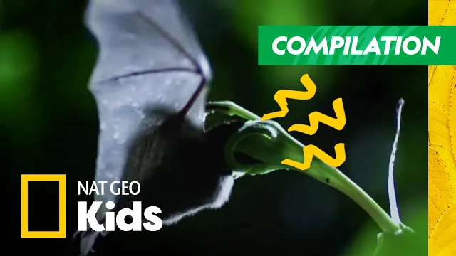 The Most Freaky and Amazing Animals in the World🦇 | Compilation | Nat Geo Kids