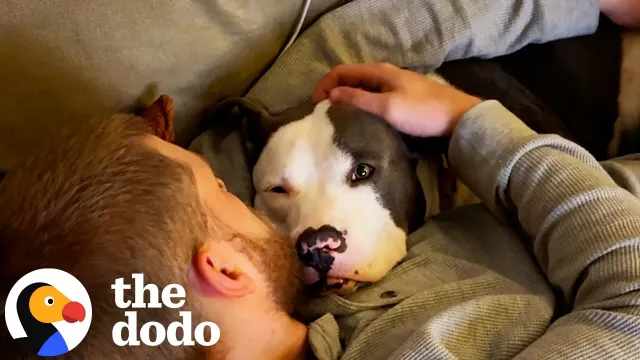 Tripod Pittie Chooses His Foster Dad And Never Lets Go | The Dodo