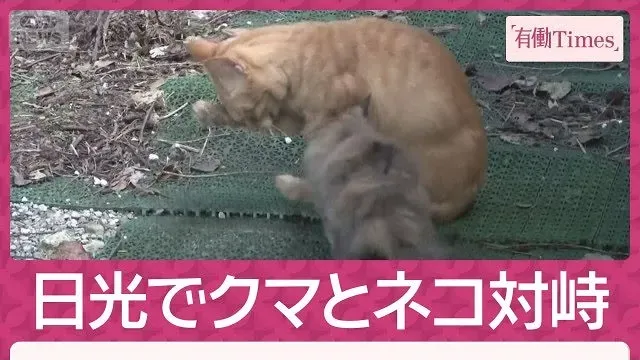 日光でクマとネコが“対峙”北関東ドングリ不足で出没増？北軽井沢の別荘テラスにベア(2026年10月4日)