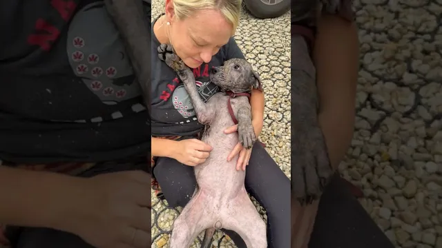 Scared Pittie Gets Her Own Princess Diaries Glow-Up | The Dodo