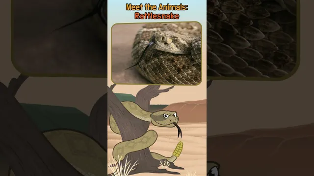 Why Does a Rattlesnake Rattle Its Tail? | #shorts | Meet the Animals