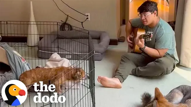 Fearful Foster Dog Hid Under The Bed Until Dad Finally Won Him Over | The Dodo