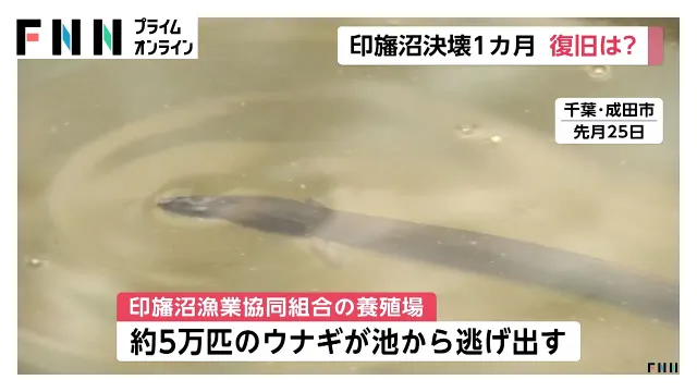 ウナギ5万匹失った養殖場で復旧作業続く　台風25号から1カ月（2026年10月21日）