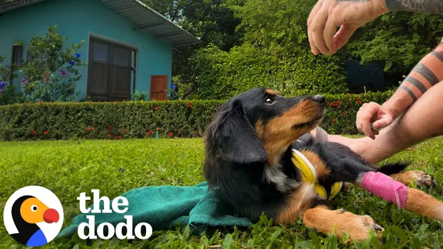 Poisoned Dog Who Couldn't Stand Takes Her First Steps | The Dodo