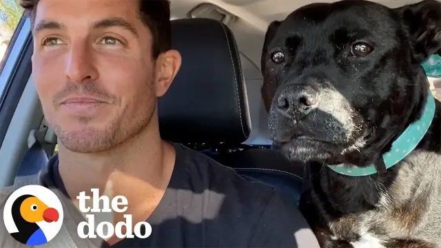 Pittie Screams Like A Seal When Dad Says “Beach” | The Dodo