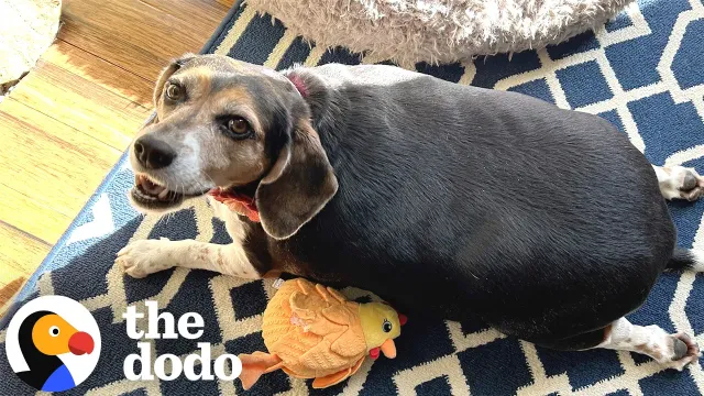 Foster Dad Thought This 72-Pound Beagle Was AI | The Dodo