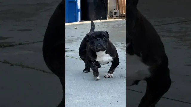 Overbred Bully Mix Spent Years In Pain Until Everything Changed | The Dodo