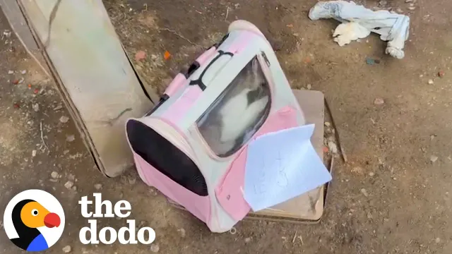 Rescuer Looks Inside Abandoned Pink Carrier And Finds An Entire Family | The Dodo