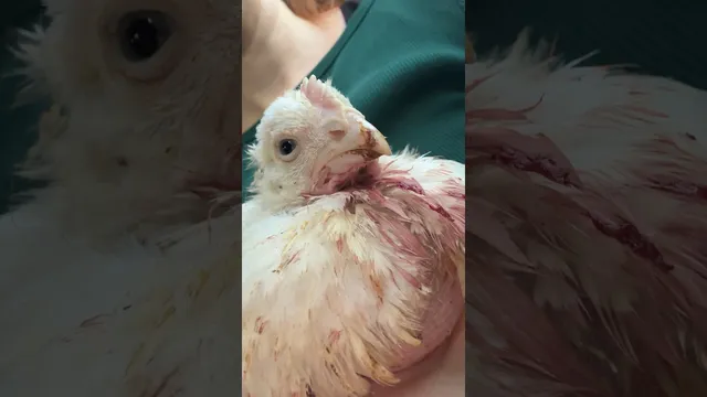 Chicken Survives Religious Ritual And Somehow Still Purrs | The Dodo