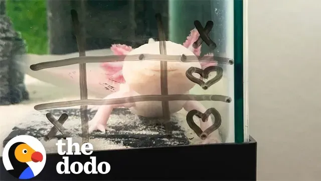 Woman Plays Tic-Tac-Toe With Her Axolotl...And He's Winning | The Dodo