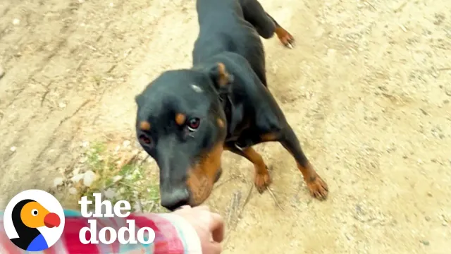 Mama Rottie Living In A Tent Finally Gets Her 7 Puppies To Safety | The Dodo