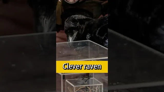 Can birds solve puzzles easily? #science #ravens #shorts #puzzle