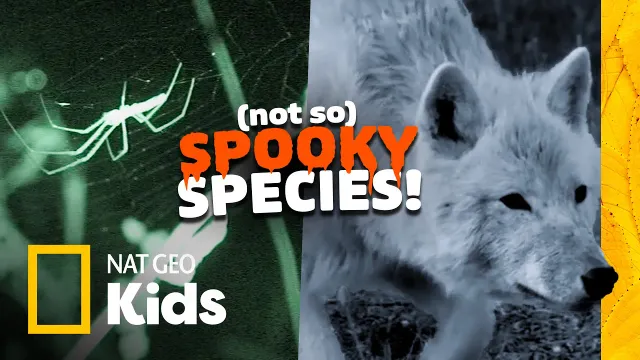 Halloween Animals in REAL Life! 🎃 Learn some Fun Facts about Bats, Spiders, and Owls! | Nat Geo Kids