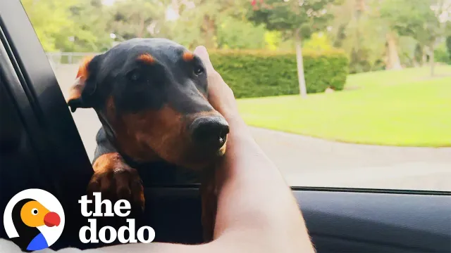 Doberman Puppy Found All Alone Ends Up With The Sweetest New Family | The Dodo