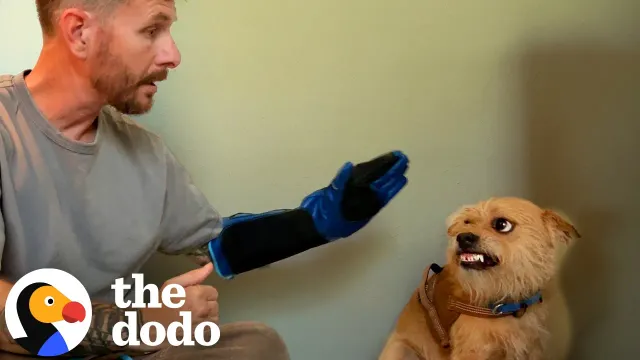 Trainer Spends A Year Just Trying To Put A Leash On This Dog | The Dodo