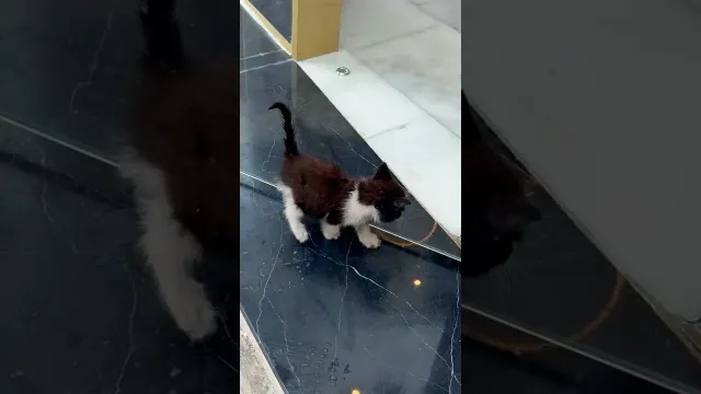 Freezing Kitten Tries To Get Inside Buildings Until Someone Finally Helps Him
