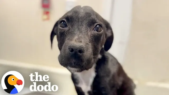 Puppy Mistaken For 9 Weeks Old Makes An Incredible Comeback | The Dodo