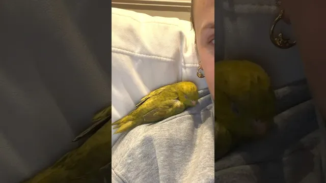 Clingy Parakeet Wants To Be Attached To Her Mom 24/7 | The Dodo