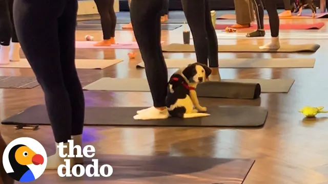 Puppy Interrupts Yoga Class And Chooses His Forever Mom | The Dodo