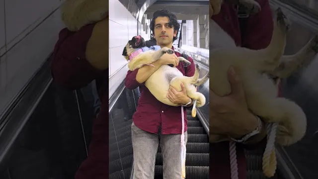 Stubborn Pug Convinces Pet Sitter To Carry Her To A Baseball Game | The Dodo