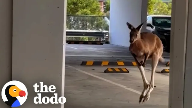 Kangaroo Gets Trapped In Parking Garage Until Rescuers Step In | The Dodo