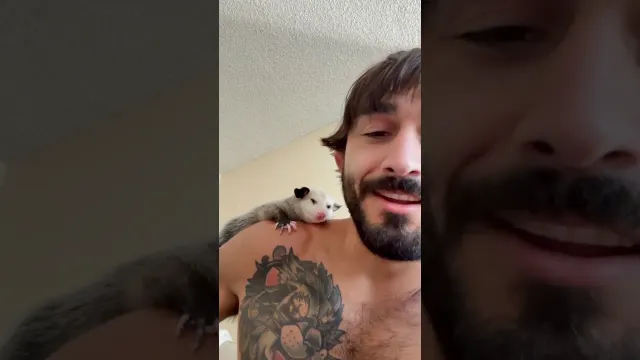 MMA Fighter’s Chance Encounter With A Baby Opossum Changes His Life | The Dodo