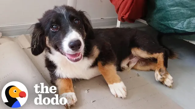 Puppy Found Alone In Empty Building Takes 5 Days To Trust His Rescuer | The Dodo
