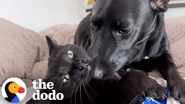 Dog “Corncobs” His Cat Sister Every Chance He Gets | The Dodo