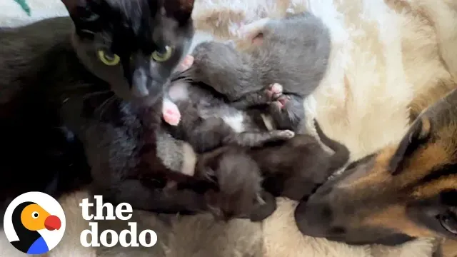 Feral Mama Cat Finds The Sweetest Nanny For Her Kittens | The Dodo